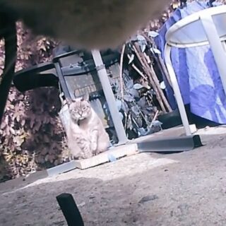 ゴミ収集癖のある猫ゴンゾ君とご近所に住む意中のにゃんこシモーヌちゃん