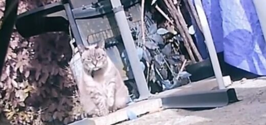ゴミ収集癖のある猫ゴンゾ君とご近所に住む意中のにゃんこシモーヌちゃん