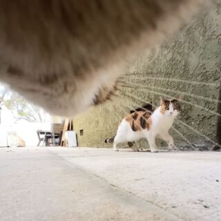 小型カメラを首から装着しているゴンゾ君が撮影した姉妹にゃんこフィッシュちゃん