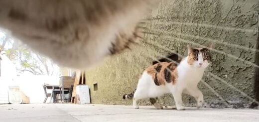 小型カメラを首から装着しているゴンゾ君が撮影した姉妹にゃんこフィッシュちゃん