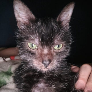 ウルフキャットのグレイシー