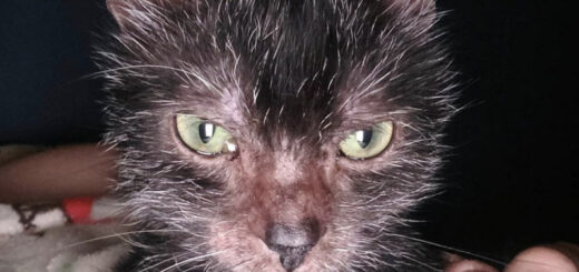 ウルフキャットのグレイシー