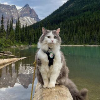 カナディアン・ロッキーを旅する冒険家にゃんこ、ゲイリー君