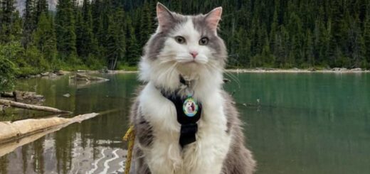 カナディアン・ロッキーを旅する冒険家にゃんこ、ゲイリー君