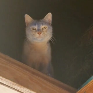 自宅の屋根裏で青く染まってしまったリリーちゃん