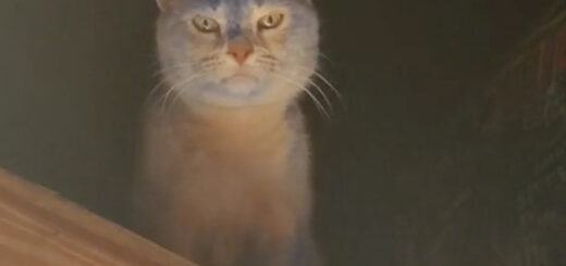 自宅の屋根裏で青く染まってしまったリリーちゃん