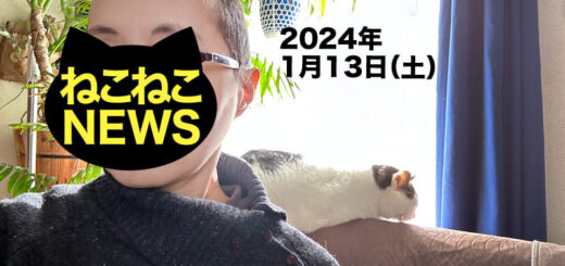 髪の毛が生え始めたねこねーさん