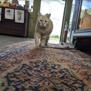 ヘリテイジ・スクエア・ミュージアムの看板猫、ベル・ボーイ君