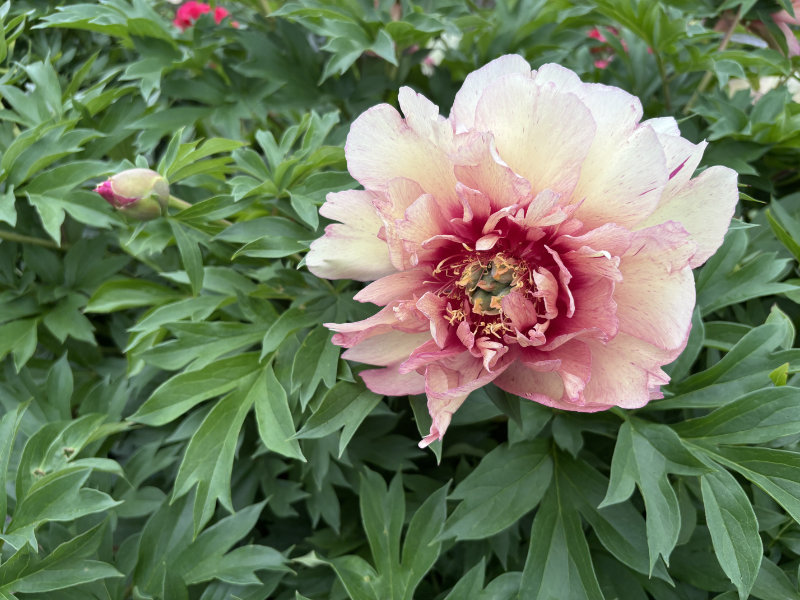 東松山ぼたん園