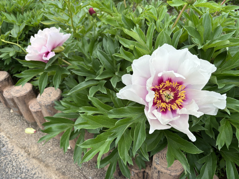 東松山ぼたん園