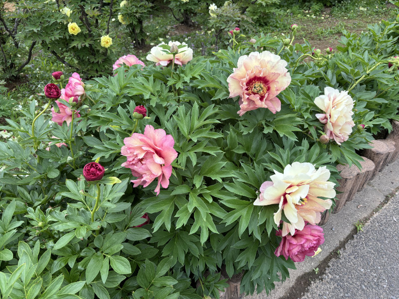 東松山ぼたん園