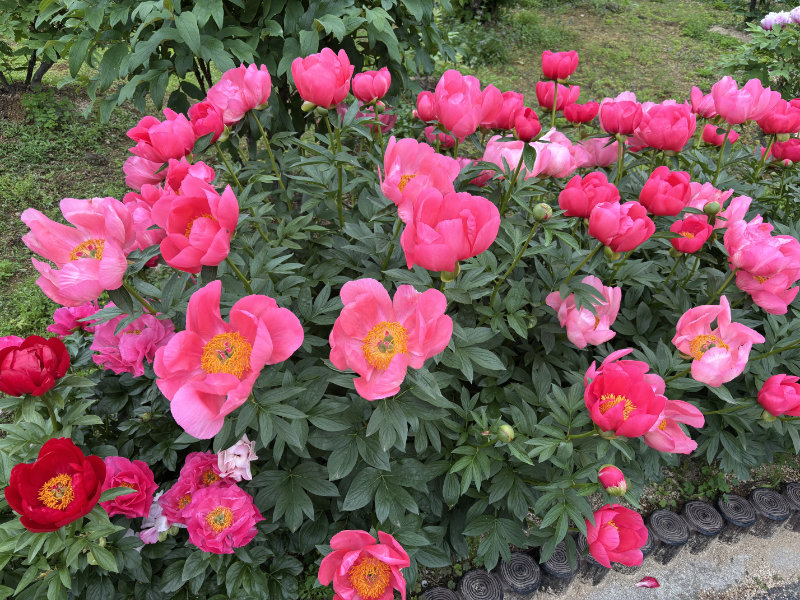 東松山ぼたん園