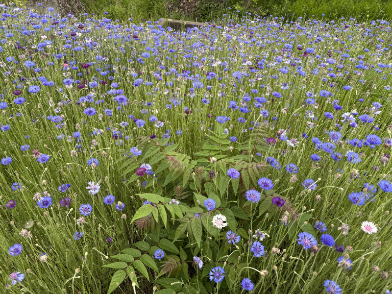 東松山で咲いていたヤグルマギクの群生