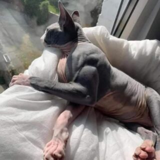 ミオスタチン関連筋肉肥大症の猫