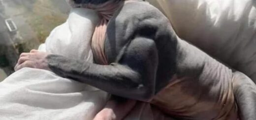 ミオスタチン関連筋肉肥大症の猫