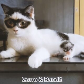 怪傑ゾロ似のパパのボーイ君とパパにそっくりな子猫のバンディット君