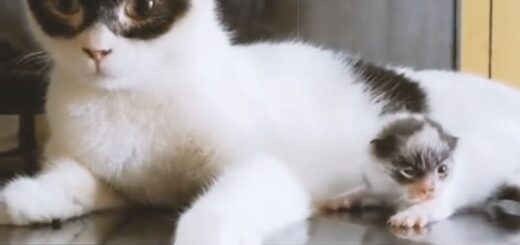 怪傑ゾロ似のパパのボーイ君とパパにそっくりな子猫のバンディット君