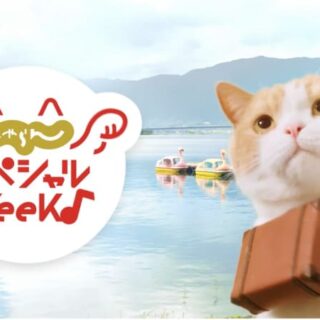 ねこしーえむ ねこあど ねこねこnews