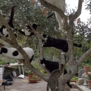 ソーセージのなる木に向かってダッシュする猫たち