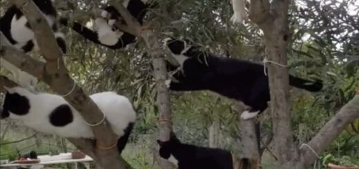 ソーセージのなる木に向かってダッシュする猫たち