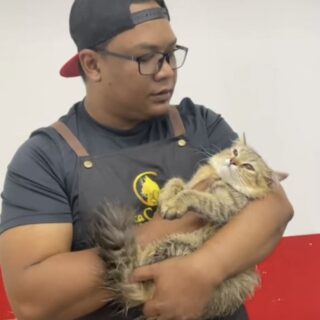 凶暴猫をおとなしくさせるマレーシアのトリマー、アナス・アブ・アムシャール氏