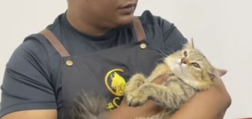凶暴猫をおとなしくさせるマレーシアのトリマー、アナス・アブ・アムシャール氏