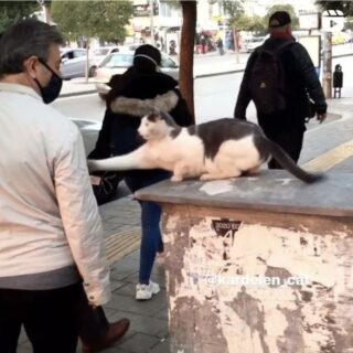 街中の歩行者にからむ猫のカーデレン