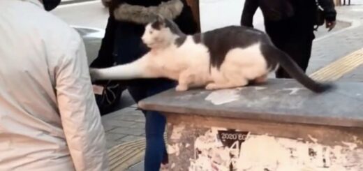 街中の歩行者にからむ猫のカーデレン