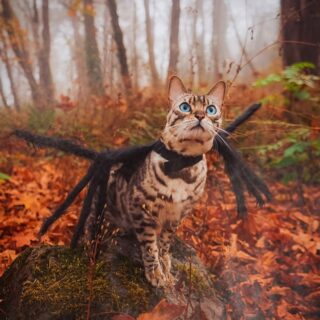 クモのコスプレ姿で森の中を散策するカズキ君