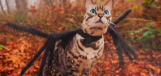 クモのコスプレ姿で森の中を散策するカズキ君