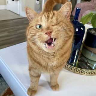 片目の茶トラ猫、ドリト君