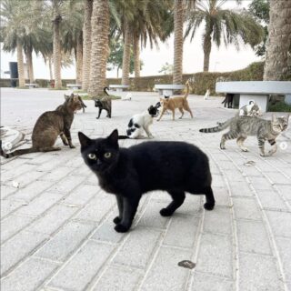 ハナー・ショウさんが取材したクウェートの野良ねこたち