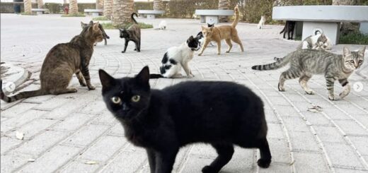 ハナー・ショウさんが取材したクウェートの野良ねこたち
