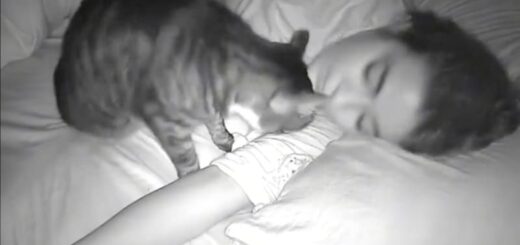 就寝中の飼い主さんに甘えに来る猫