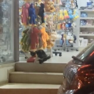 キプロスのおみやげ屋のぬいぐるみを盗む猫