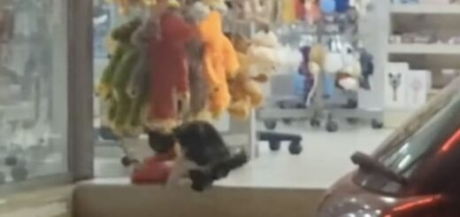 キプロスのおみやげ屋のぬいぐるみを盗む猫