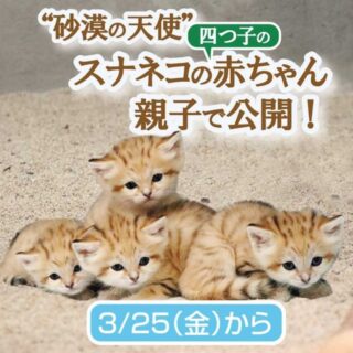 神戸どうぶつ王国 スナネコの4つ子の赤ちゃん