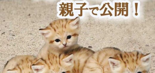 神戸どうぶつ王国 スナネコの4つ子の赤ちゃん