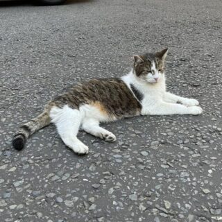 首相官邸ネズミ捕獲長のラリー君