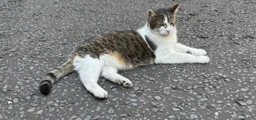 首相官邸ネズミ捕獲長のラリー君