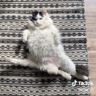 5本脚の猫、ルーちゃん