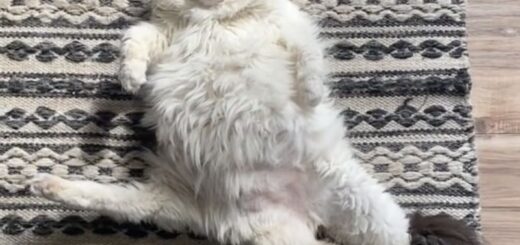 5本脚の猫、ルーちゃん