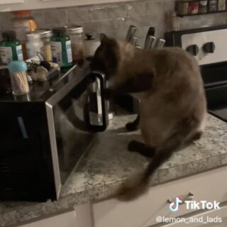 電子レンジを無理やり開けようとしているベントレー君