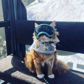 スキーパスを持つ猫、リブチャン君