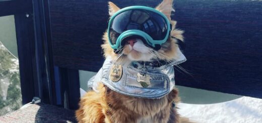 スキーパスを持つ猫、リブチャン君