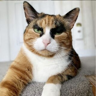 極太まゆ毛のリリーちゃん