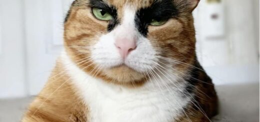 極太まゆ毛のリリーちゃん