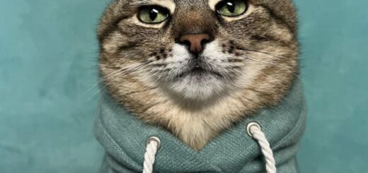 1年前にウクライナからモナコに避難したステパン君