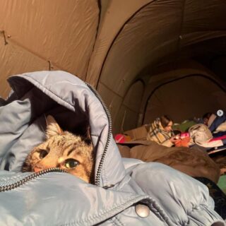 ロシアの攻撃から避難中のウクライナの人気猫、ステパン君