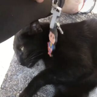 穴に落ちた鍵を取り出したパンテーラ君